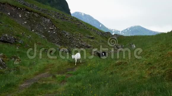 挪威一个灰色的阴天三只小心翼翼的山羊在岩石巨石和绿草附近的山坡上散步视频的预览图