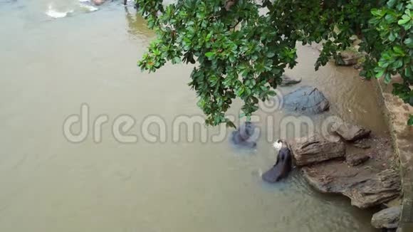 两只小象幼崽在水里嬉戏小象在河里洗澡TT视频的预览图