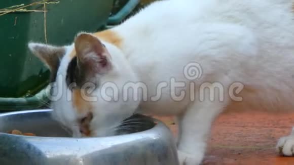 小白猫从碗里吃视频的预览图