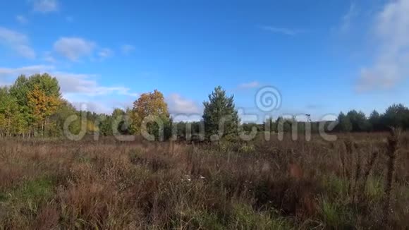 森林外围的田野秋天到了视频的预览图