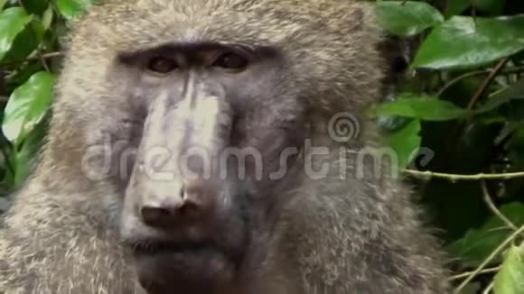 乌干达布东戈林中巨大的狒狒雄性视频的预览图