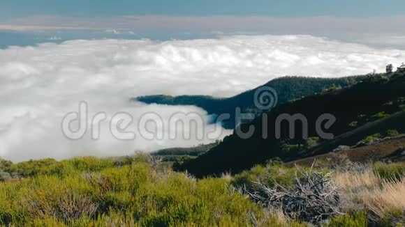 国家公园Tenerife和Teide的云层上方的森林北部云层上方的森林视频的预览图