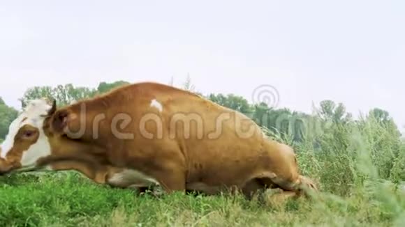牛在河边休息视频的预览图