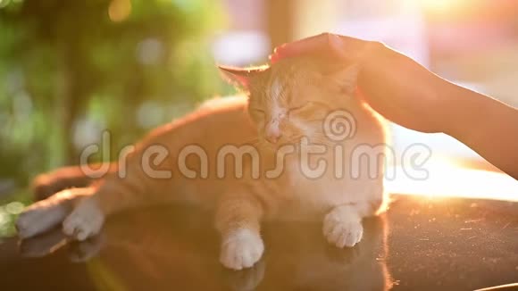 可爱的白色和棕色猫与日落光波克和镜头耀斑背景视频的预览图