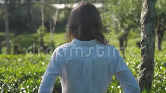 长发女人走在茶树上慢动作特写视频的预览图