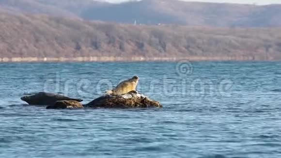 阳光明媚的一天海豹斑点海豹拉尔加海豹波卡拉哈躺在海水中的礁石上女海豹四处张望视频的预览图