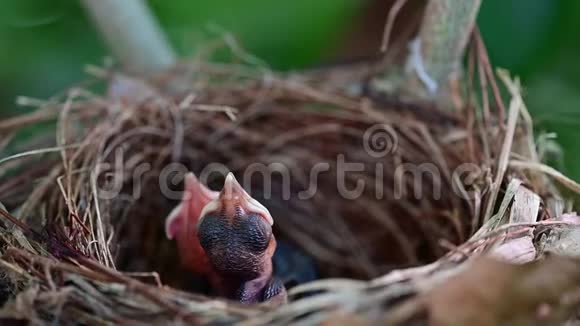 新出生的鸟儿在巢里等妈妈喂食鸟儿张开嘴在树上摇晃视频的预览图