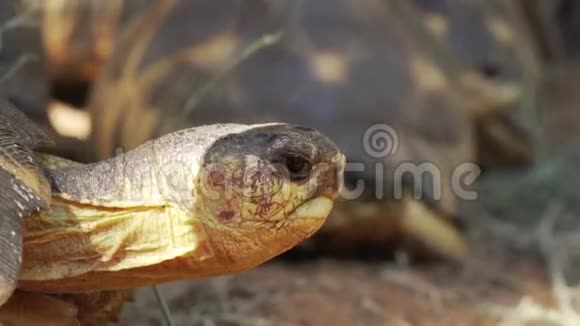 辐射的乌龟Astrochlys放射线行走背景上更模糊的海龟头上有细节视频的预览图