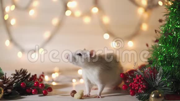 新年概念可爱的白色家鼠在新年装饰2020年的象征是老鼠视频的预览图