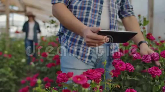 特写双手园丁花店现代的玫瑰农人带着鲜花穿过温室触摸着视频的预览图