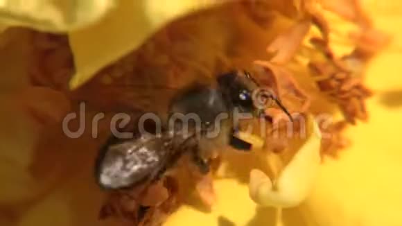 黄玫瑰中的蜂科收集花粉并离开视频的预览图