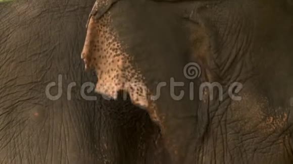 大象耳朵和部分背部的特写视频的预览图