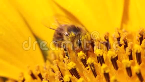 夏季蜂场授粉向日葵的宏观研究视频的预览图