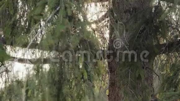 阳光透过在风中移动的针叶树树枝照耀视频的预览图