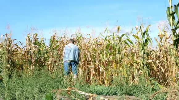 穿着休闲服的老人小便站在成熟玉米地附近的后方视频的预览图