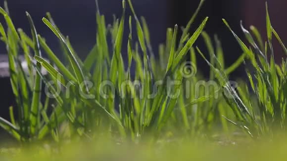 绿草在风中摇曳视频的预览图