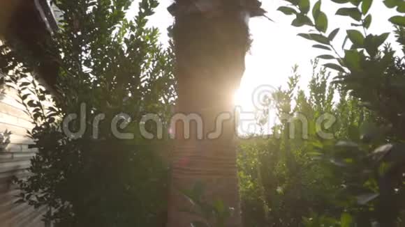 阳光下绿叶之间的棕色树干东部国家的日落或黎明美丽的土耳其自然视频的预览图
