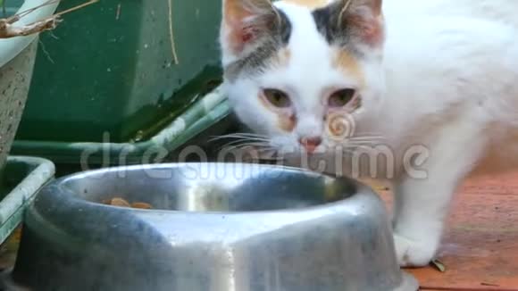 小白猫从碗里吃视频的预览图