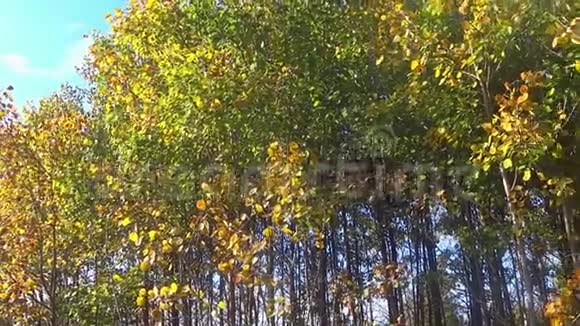 秋天森林的景观秋天的树叶在风中摇曳视频的预览图