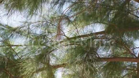 细细的针叶有些枯干松树的枝条在风中移动在背景中仰望天空视频的预览图