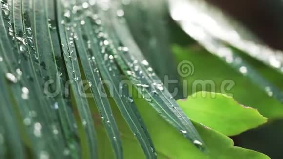 特写镜头棕榈树和其他树叶从晨露中湿润抽象的热带雨林背景视频的预览图