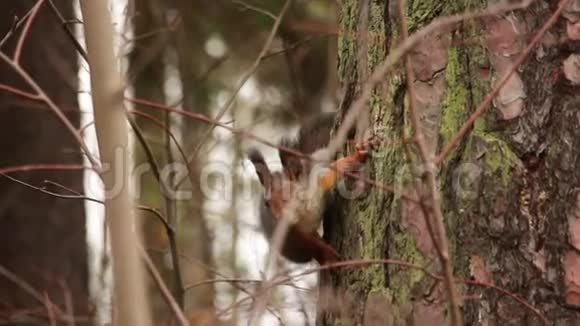 树上的松鼠视频的预览图