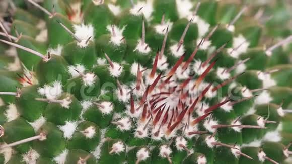 有尖锐红刺的绿色仙人掌植物的特写视频的预览图