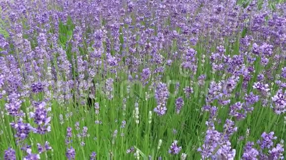春天薰衣草花丛紫色植物在微风中摇曳视频的预览图