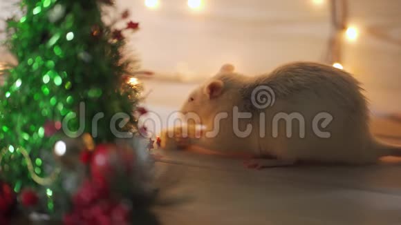 新年概念可爱的白色家鼠在新年装饰2020年的象征在中国是一只老鼠视频的预览图