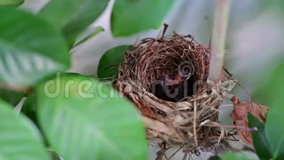 新出生的鸟儿在巢里等妈妈喂食小鸟在树上睡觉视频的预览图