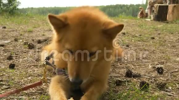 带着皮带的红狗躺在树林里慢吞吞地吃东西视频的预览图