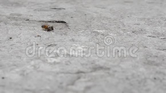 蚂蚁和蜜蜂时间流逝视频的预览图