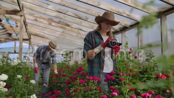 现代玫瑰农们的团队合作带着鲜花种植园穿过温室触摸花蕾视频的预览图