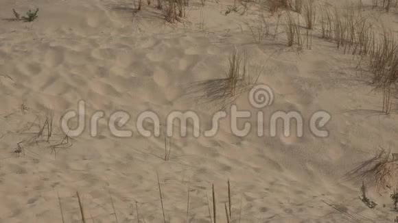 荒芜的沙漠沙丘视频的预览图
