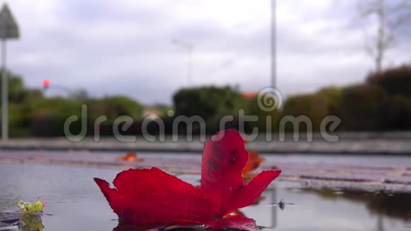 秋天的风景在城市里落下了红色的枫叶视频的预览图