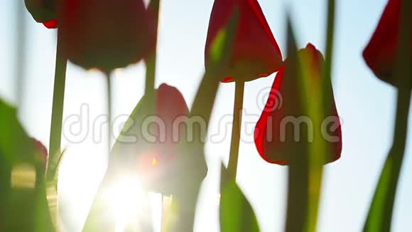 阳光透过红色的郁金香花蕾视频的预览图