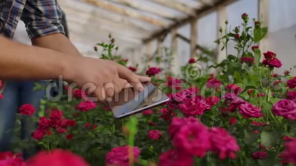 特写双手园丁花店现代的玫瑰农民穿过温室种满了鲜花触摸着温室视频的预览图