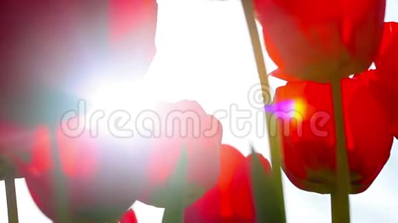 阳光透过红色的郁金香花蕾视频的预览图