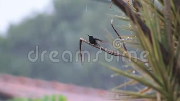 鸟儿享受着雨视频的预览图