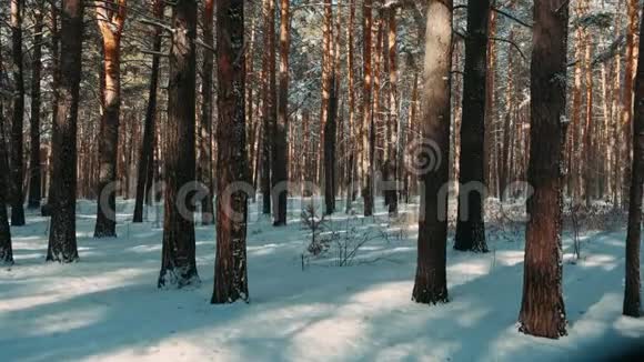 美丽的冬季景观雪落在杉树枝上雪从森林中的松树枝上落下来视频的预览图