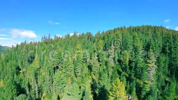 无人驾驶飞机飞过山区的针叶林视频的预览图