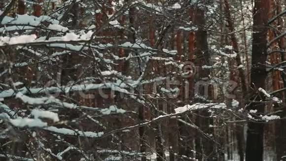 雪缓慢地落在无叶的树枝上冬季圣诞节的背景美丽的冬季景观视频的预览图