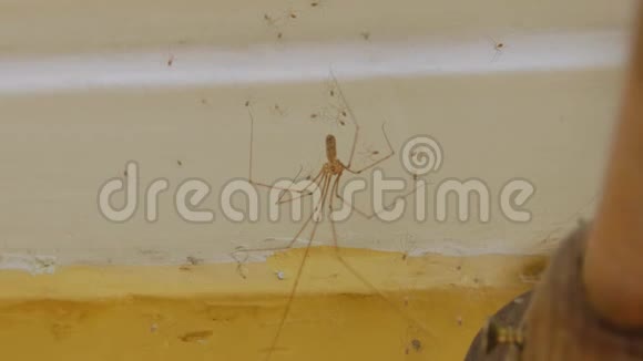 家庭蜘蛛屋印度视频的预览图
