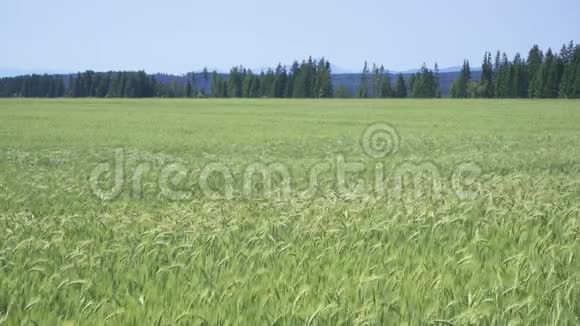 未成熟的绿色小麦随风移动的田野背景的树木视频的预览图