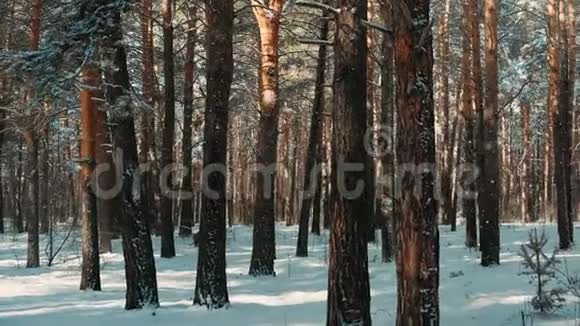 松林中降雪美丽的冬季景观与一条小径深入森林视频的预览图
