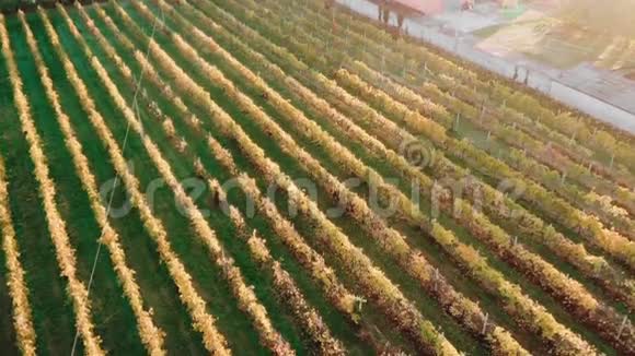 意大利维罗纳市日出空中观景葡萄园视频的预览图