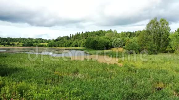 一片长满浮萍的森林湖的俯视图视频的预览图