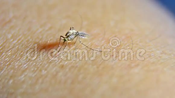 蚊子吸血延时视频的预览图