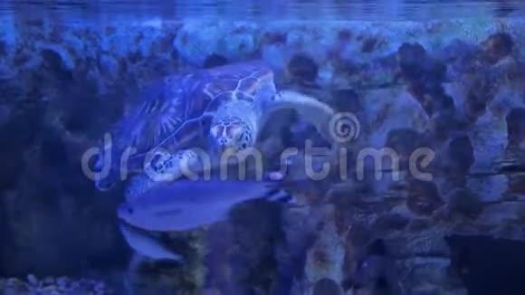 大海龟在鱼附近的水下游泳视频的预览图