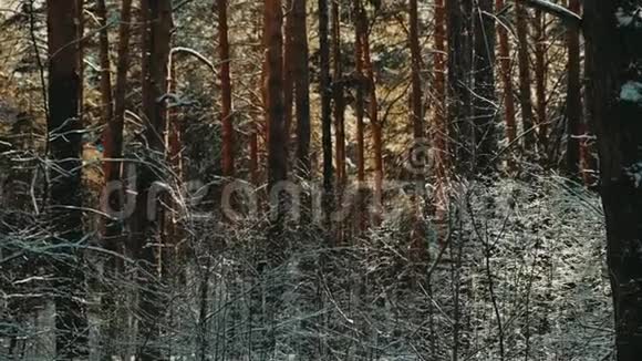 冬天下雪的森林里下雪美丽的冬季景观云杉枝在雪地里视频的预览图